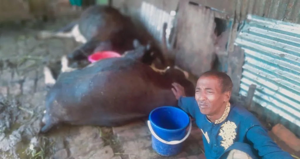 বানারীপাড়ায় বিদ্যুৎস্পৃষ্টে দুটি গাভীর করুন মৃত্যু,অল্পের জন্য মালিকের প্রাণ রক্ষা